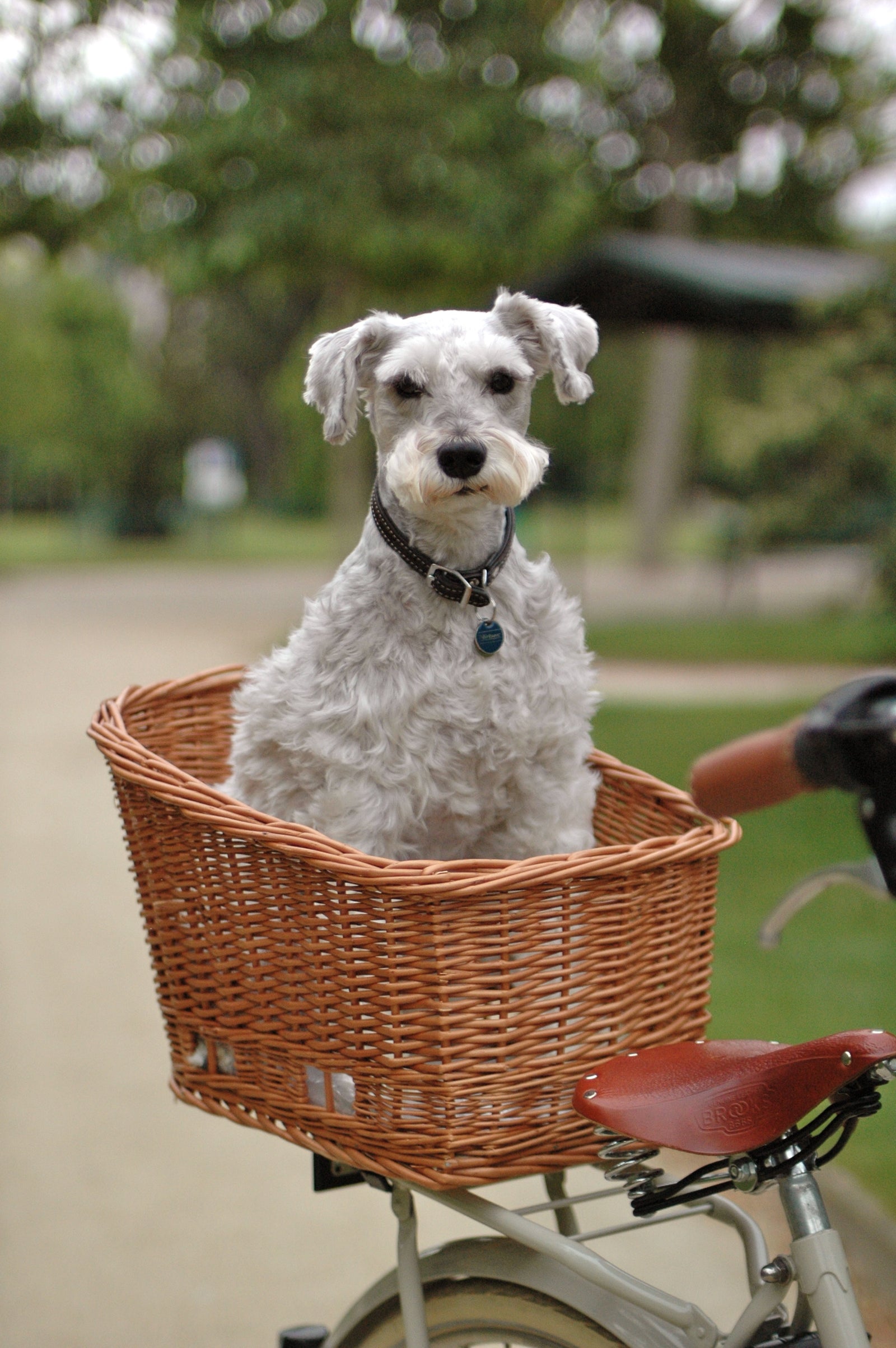 Dog basket for back of bike best sale